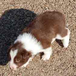 Mocha Chocolate Male