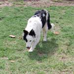 Pepper