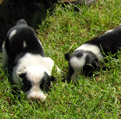 Litter Males