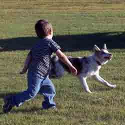 Kallie Fetching Pumpkins