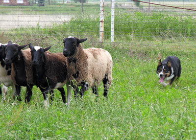 Jackson working sheep