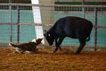 Junior Working Cattle