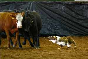 Junior at Permian Basin Fair