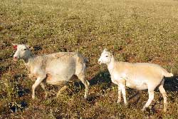 Dorpcroix Ewe Lamb
