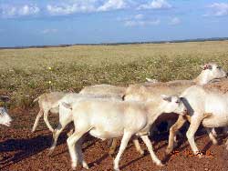 Dorpcroix Wether Lamb