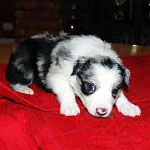 Male 1 Blue Merle