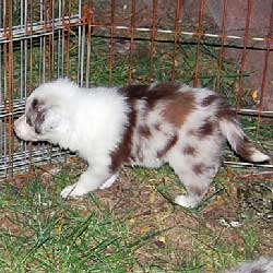 Lite Spot wanting out