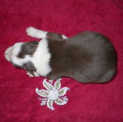 Female 3 Back/Top View