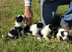Female Pups 