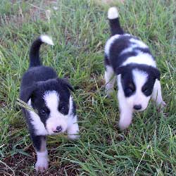 Female Pups