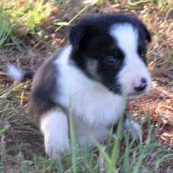 Female 2 4Weeks Old
