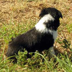 Female 3 Markings
