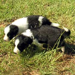 Female 4 and 3