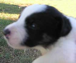 Male 1