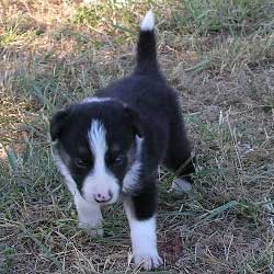 Male 2 Walking