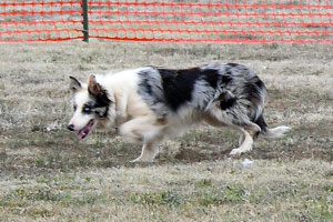 BlueJean herding