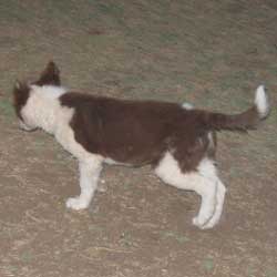 Brownie