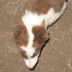 Brownie