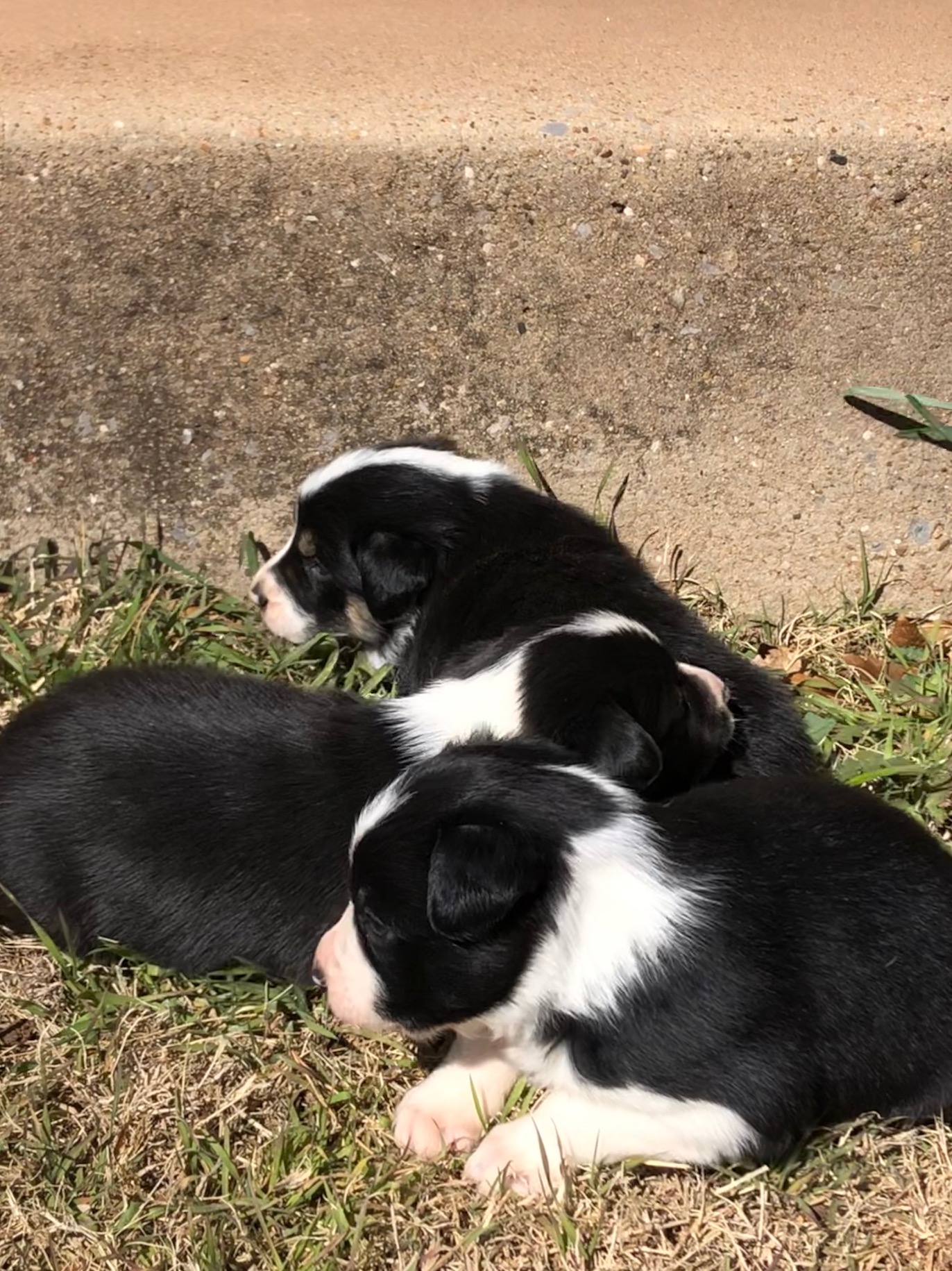 retired collies for sale