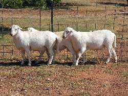 Royal White Rams