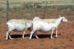 DorpCroix Ewes