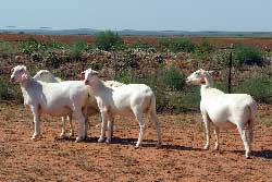 Royal White Ewes